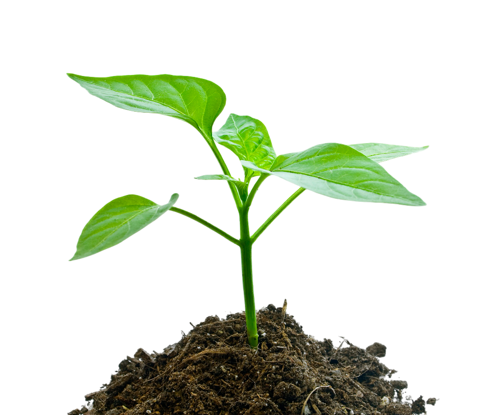 Planta crescendo